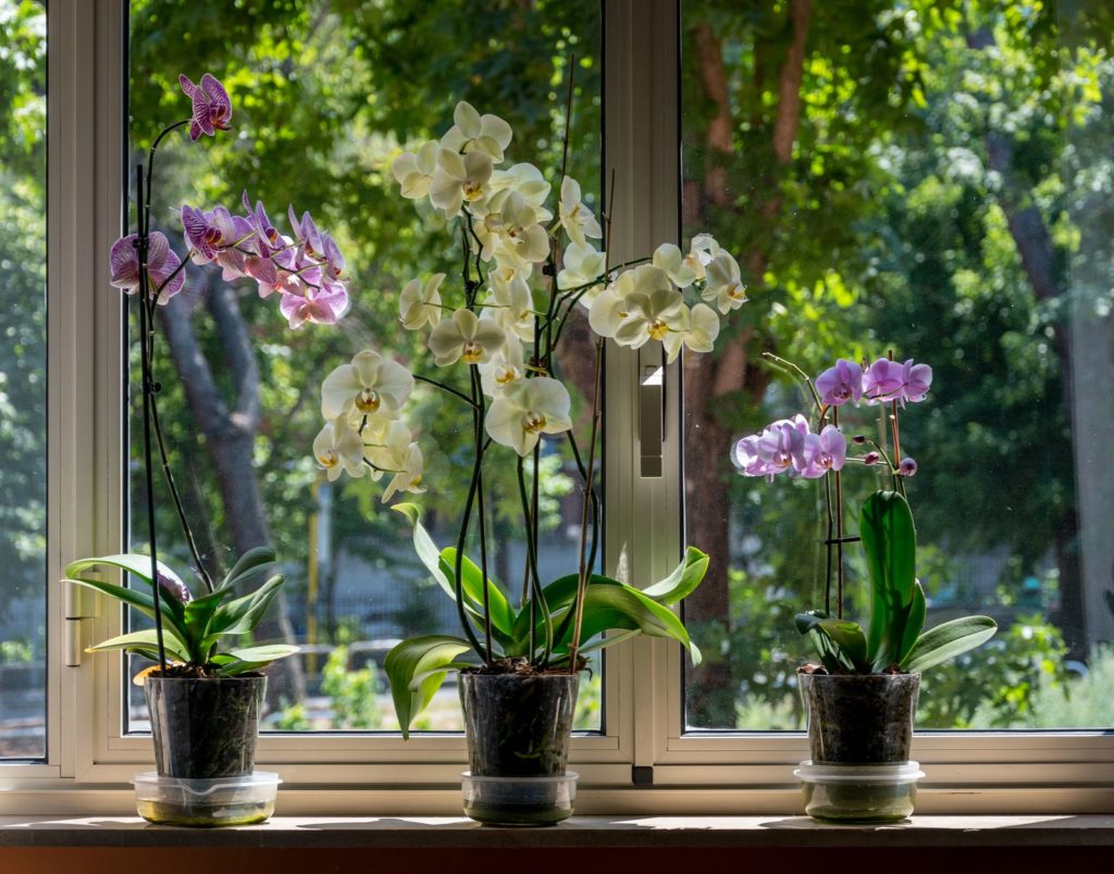 De juiste locatie voor orchideeën
