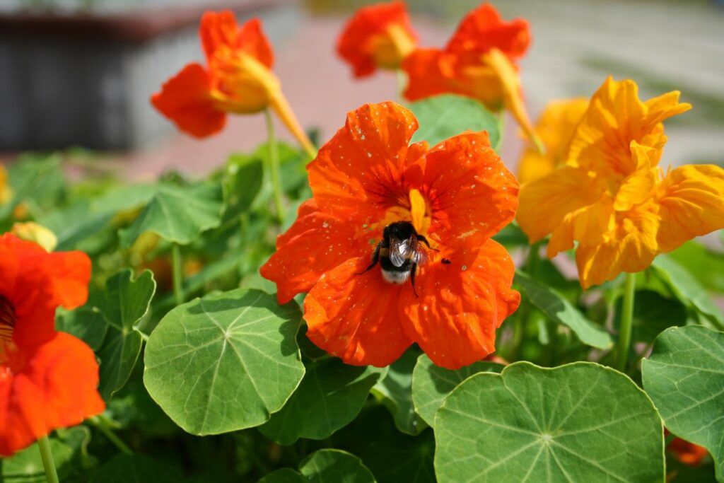 Hommel in een Oost-Indische bloem