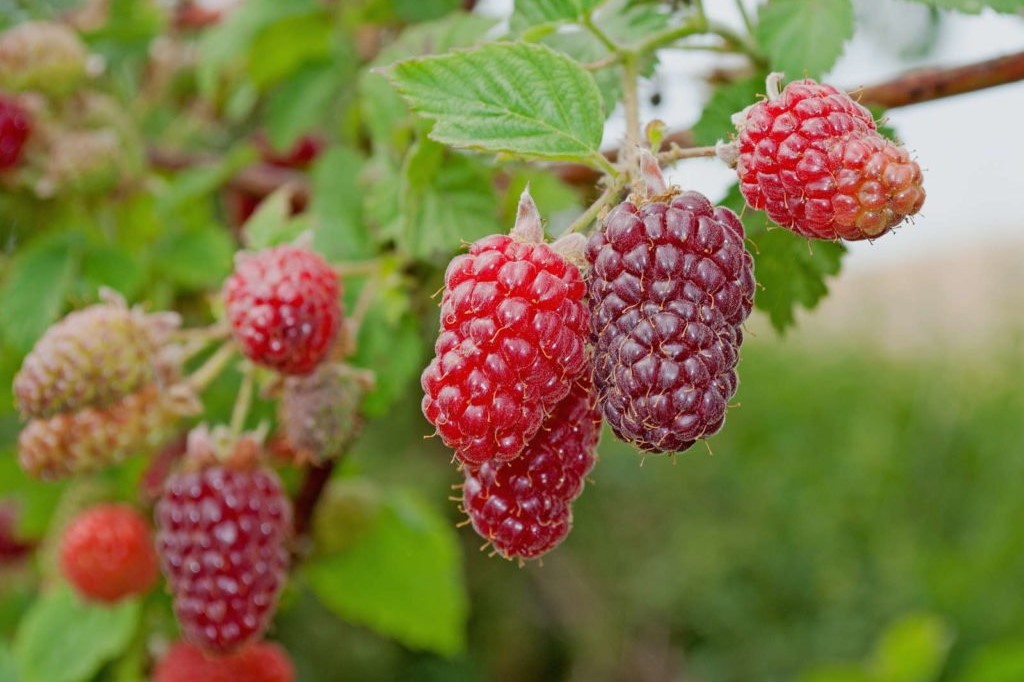 Tayberrystruik met rijpe vruchten