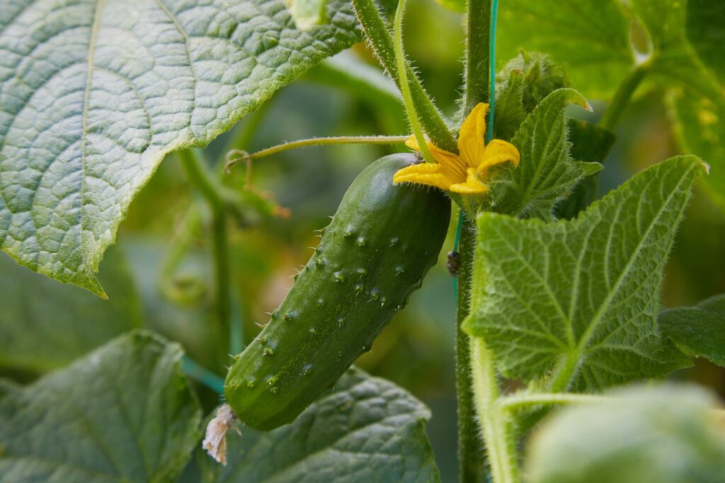 Gekiemde komkommerplant
