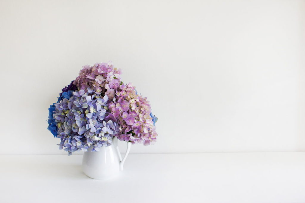Gedroogde hortensia bloem in paars en blauw