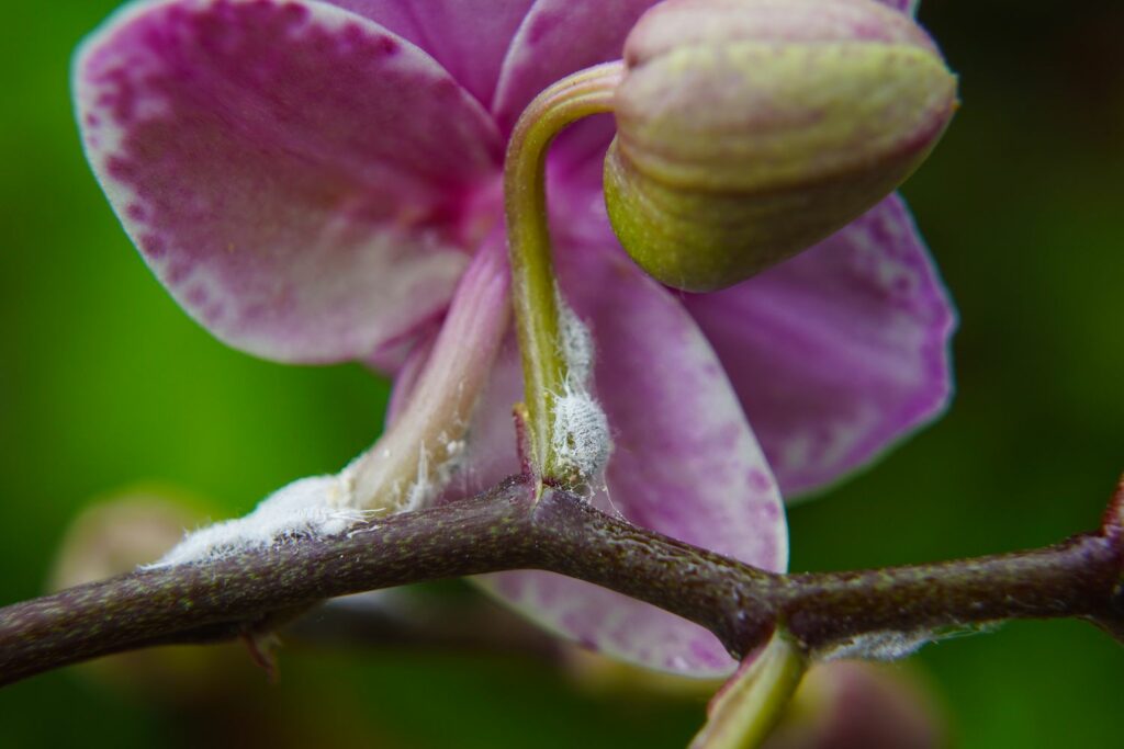 Wolluizen op orchidee