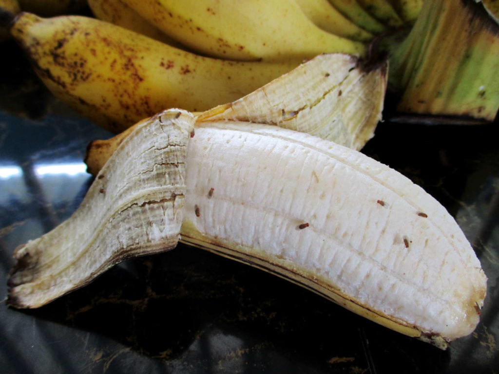 Fruitvliegjes op een open banaan