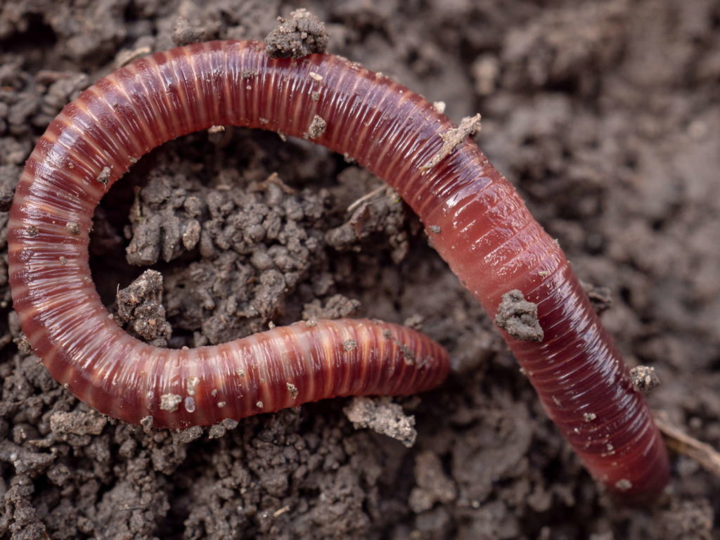 Compostworm met pijpenkrullen