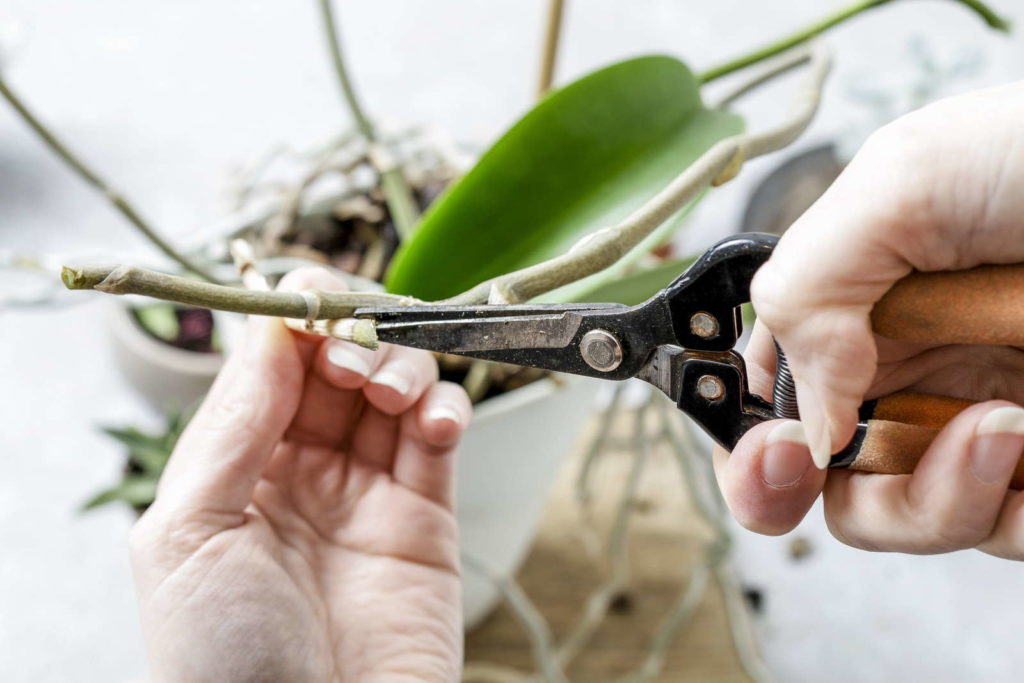 Orchideeën knippen met een schaar