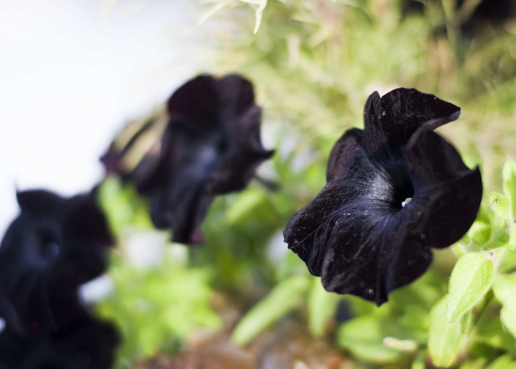 Zwarte petuniabloem