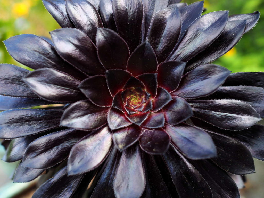 Blackhead zwarte plant