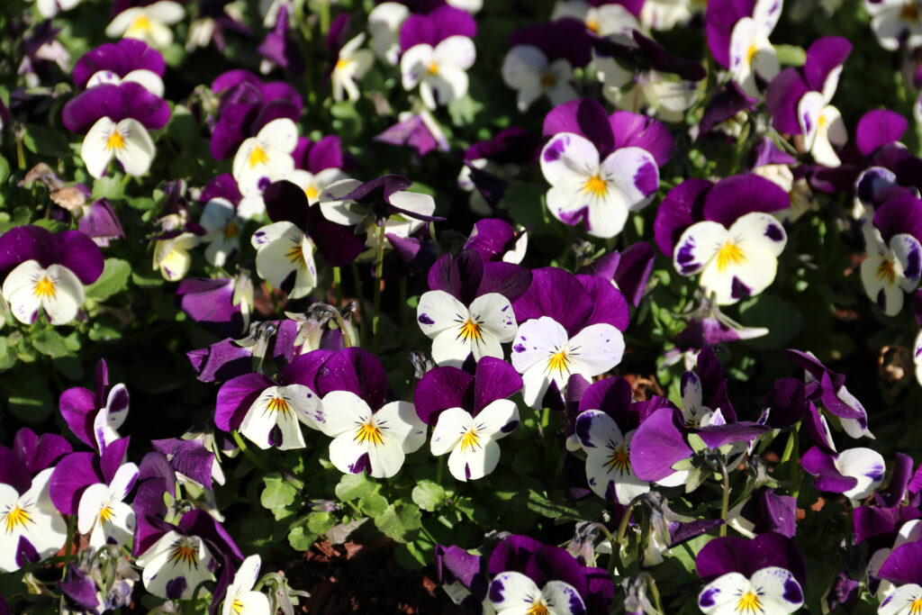 Gehoornde viooltjes bloeien in de tuin