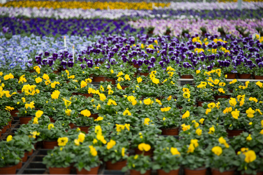 Gehoornde viooltjes kopen in het tuincentrum