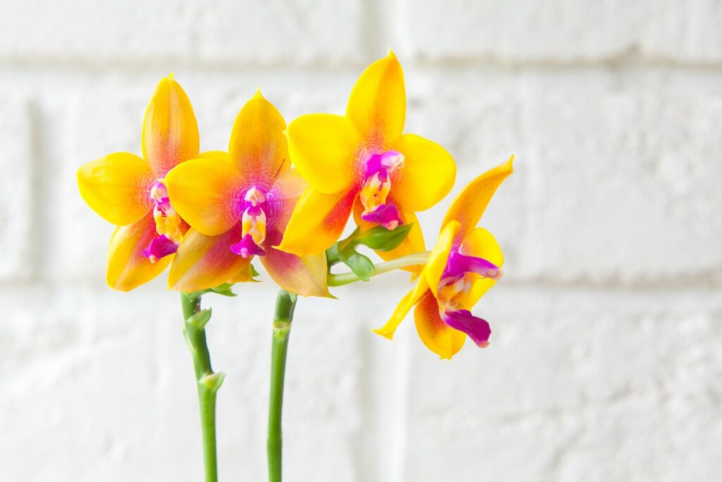 gele orchidee