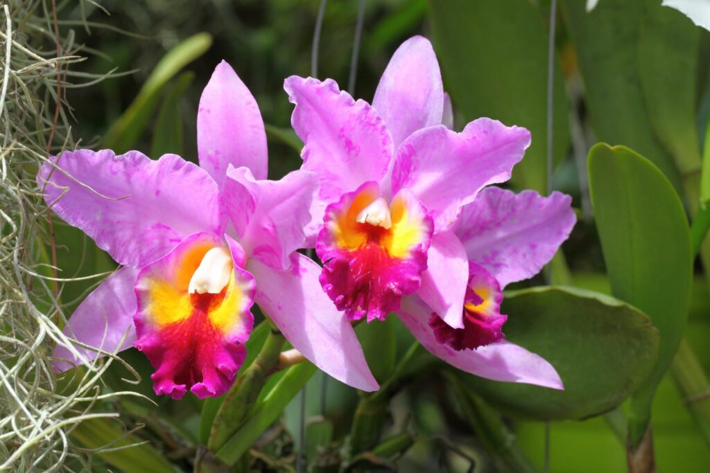 Cattleya orchidee
