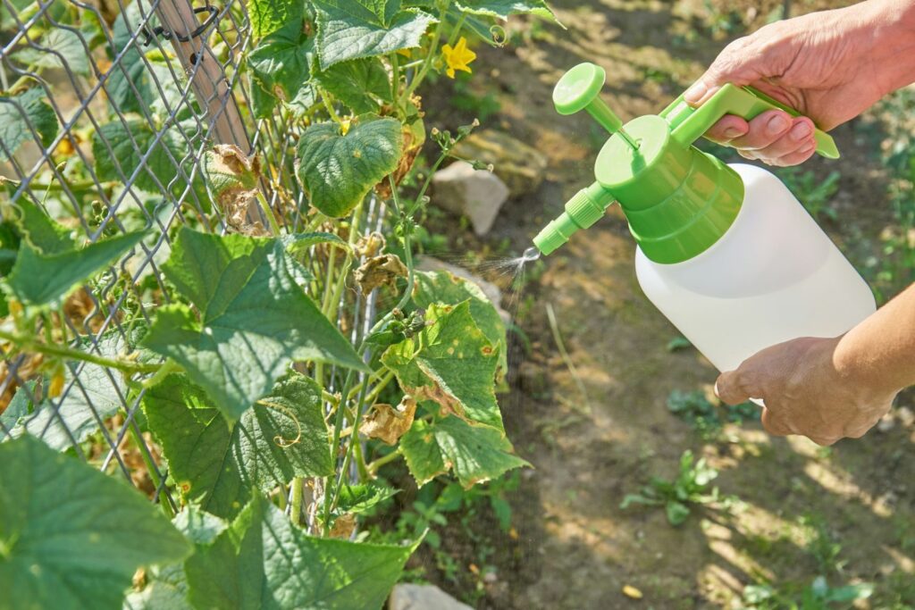 Behandel de komkommerplant met een fungicide