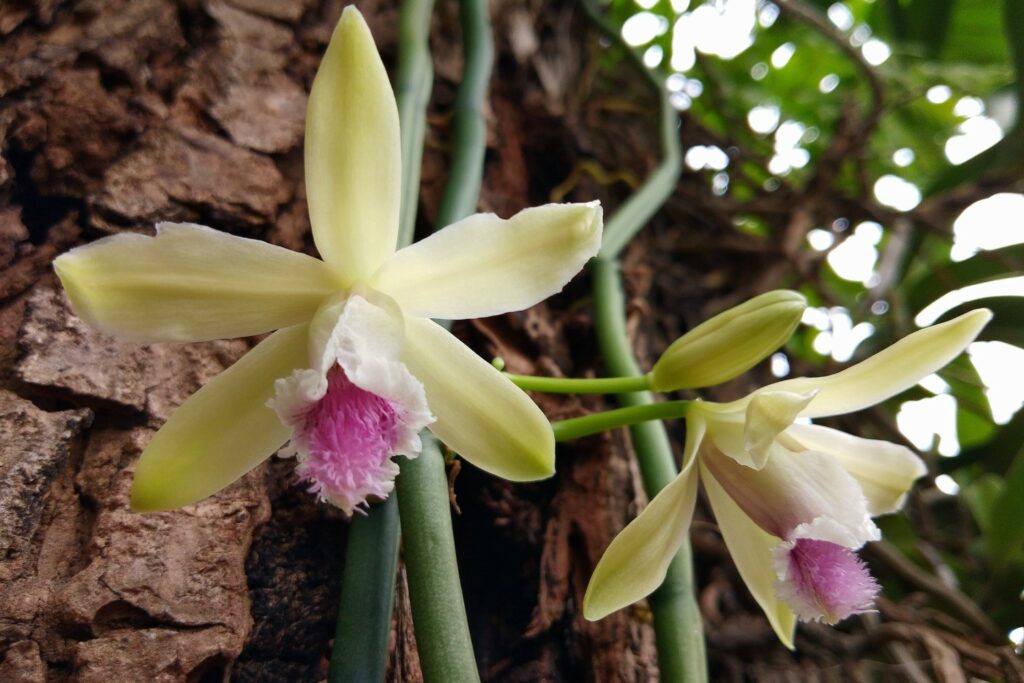 Orchideeënsoorten Vanille