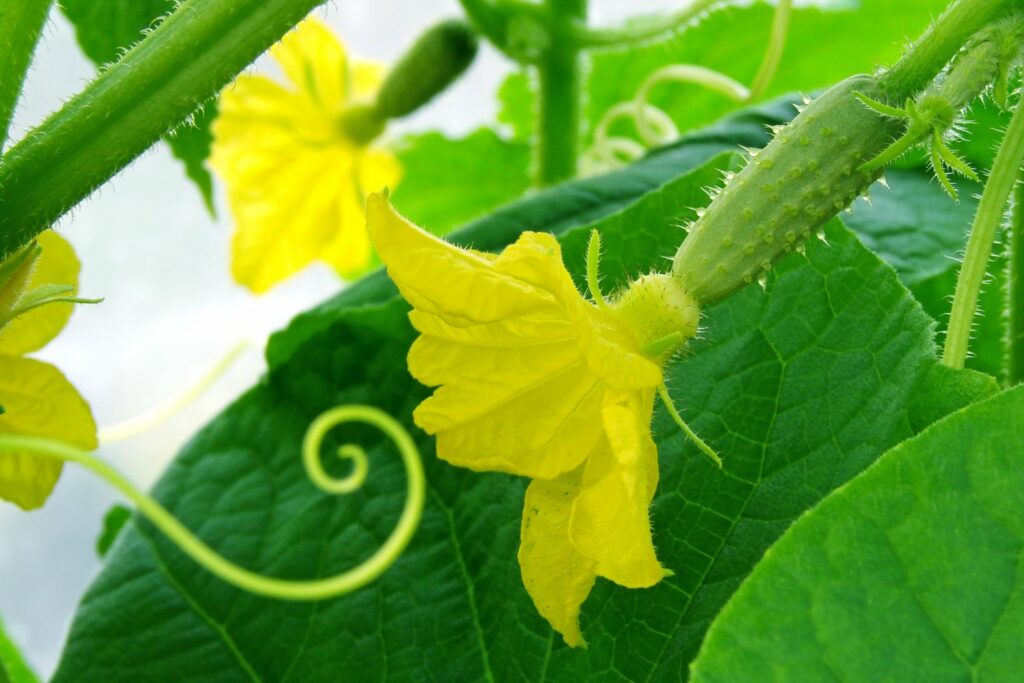 Vrouwelijke komkommerplant