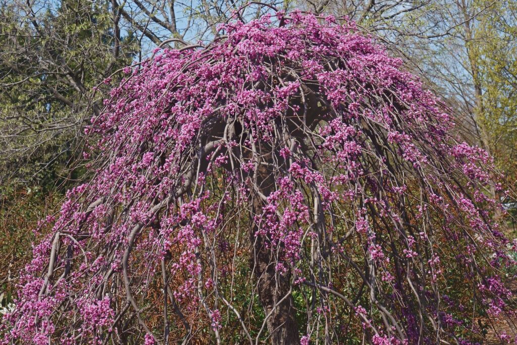 Hangende takken aan de boomsoort Lavender Twist