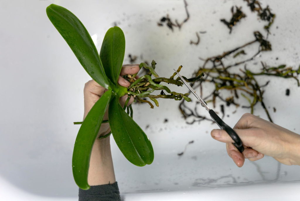 Orchideeënverzorging