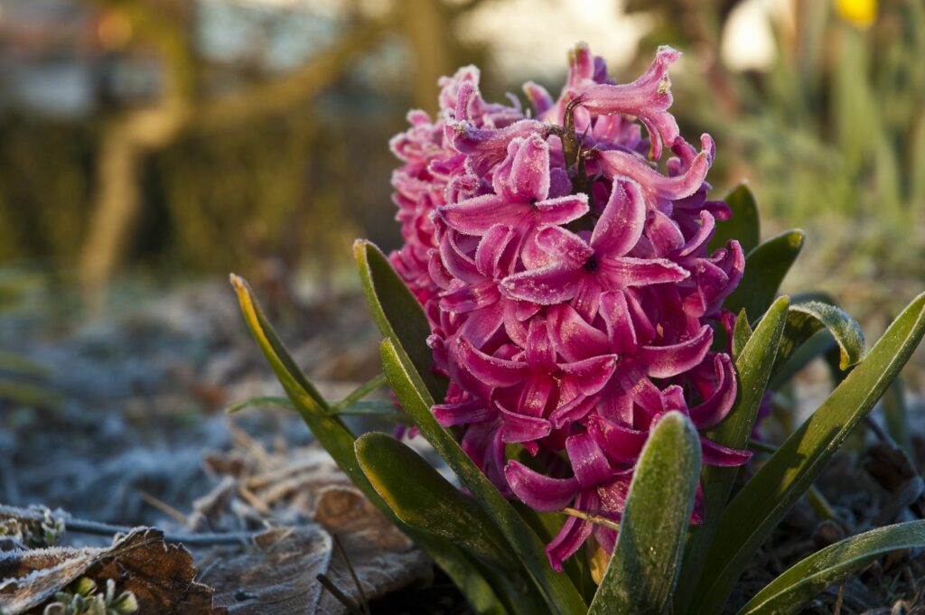 De hyacint overwinteren