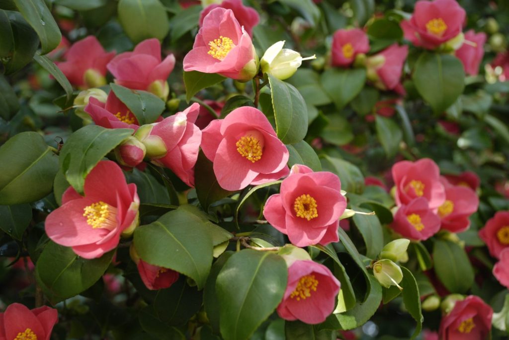 Camellia met veel roze bloemen
