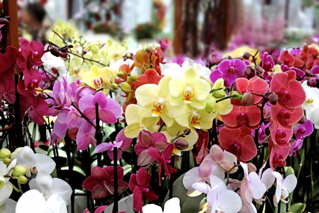 Kleurrijke orchideeën