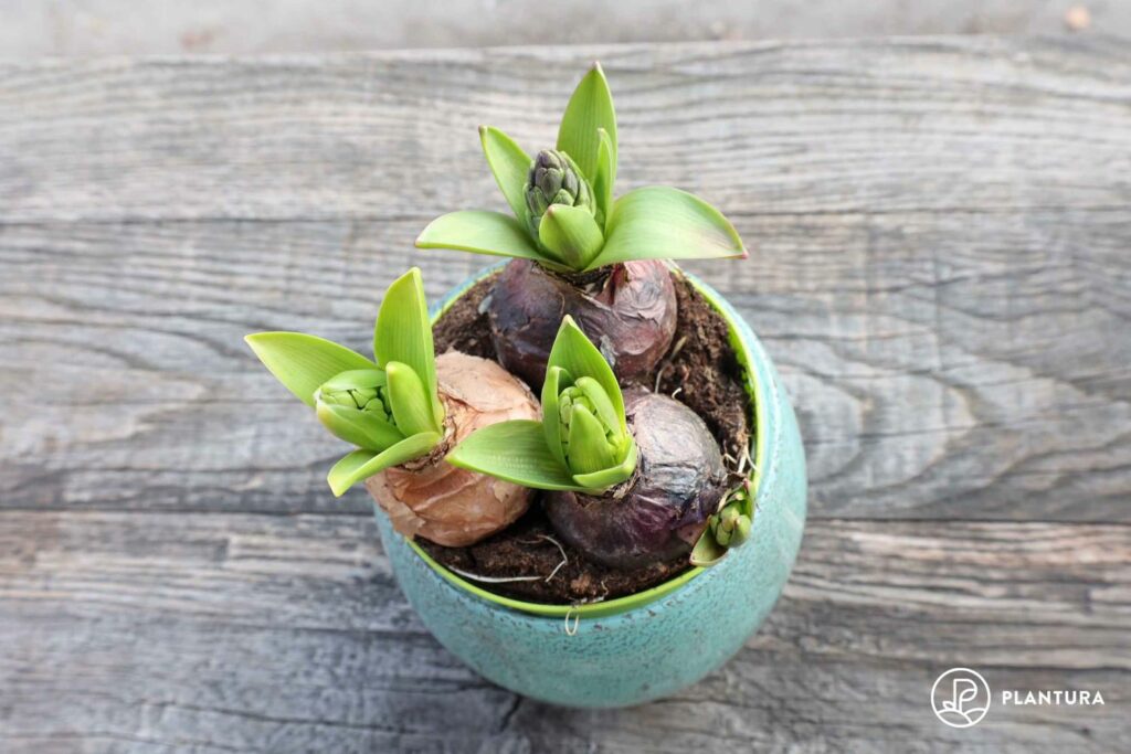 Hyacint in een pot