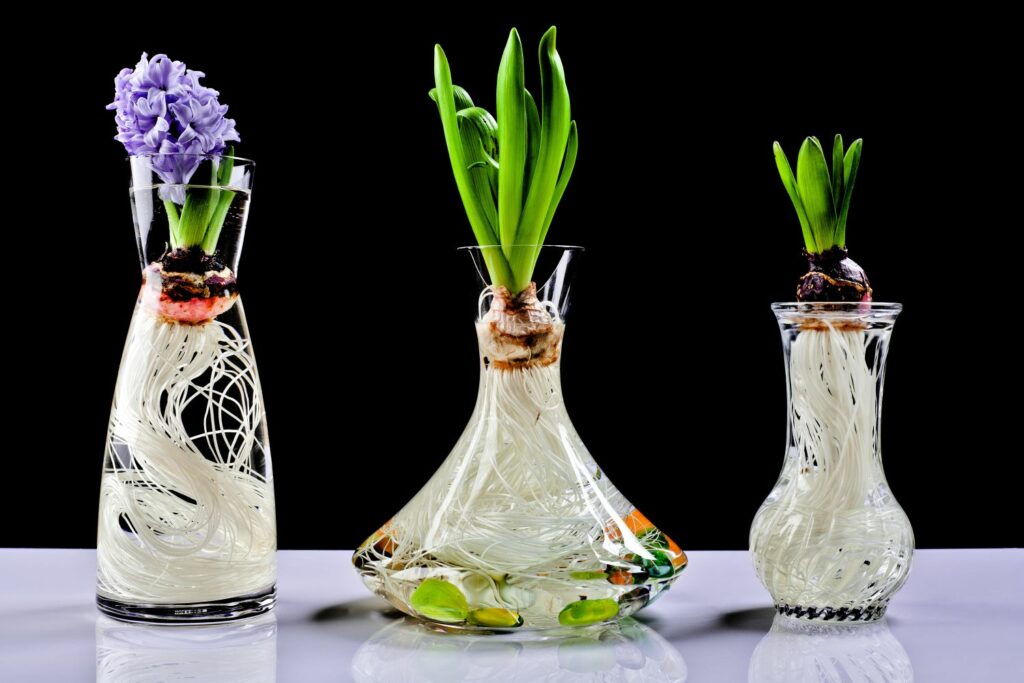 Hyacinten in een pot