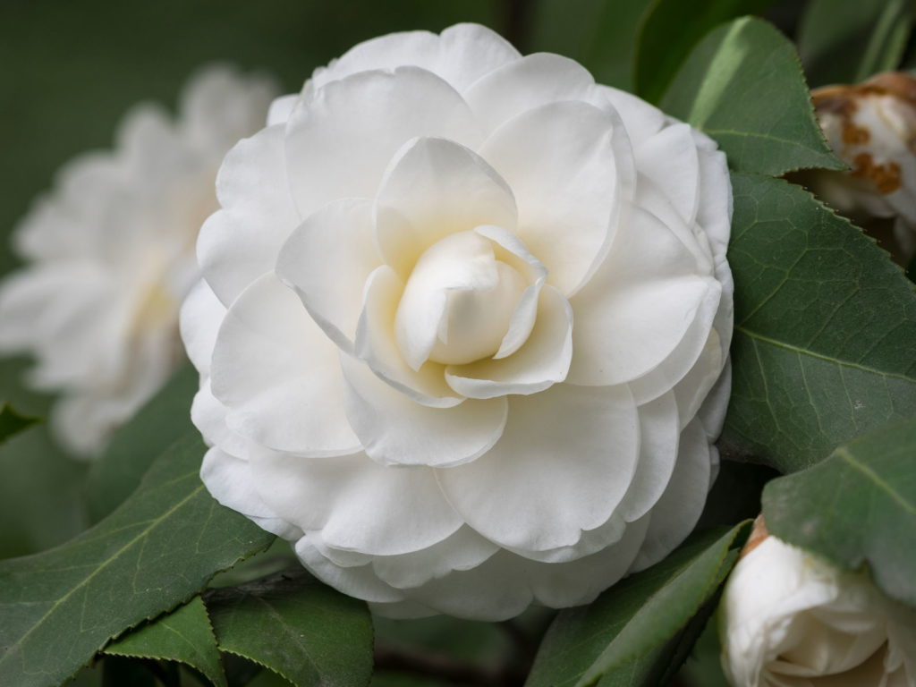 Matterhorn Camellia witte bloem