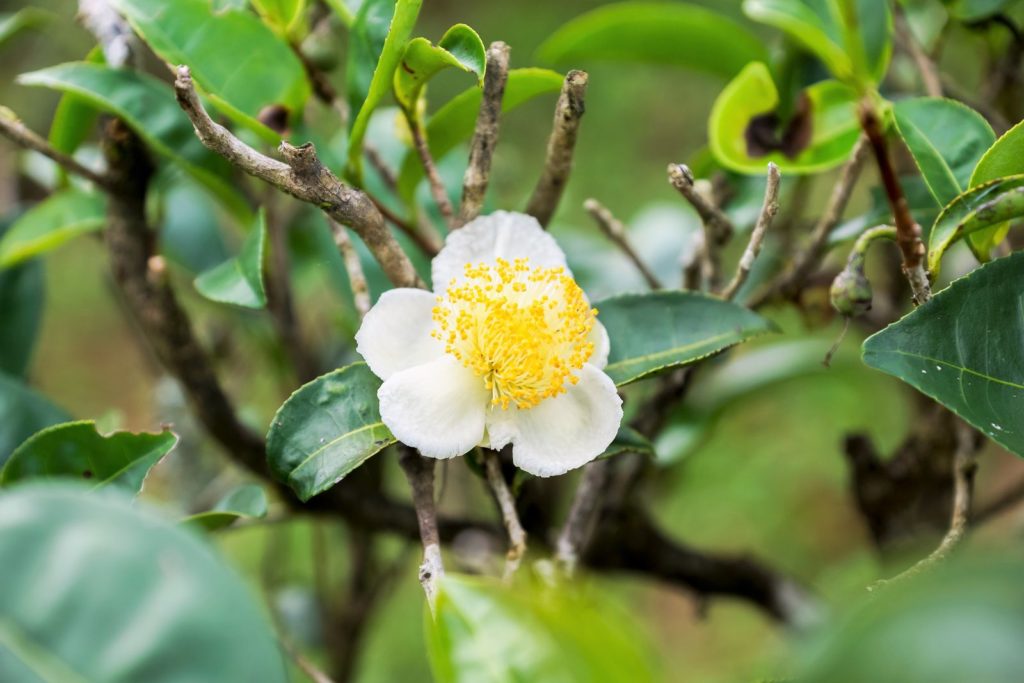 Camellia sinensis bloem