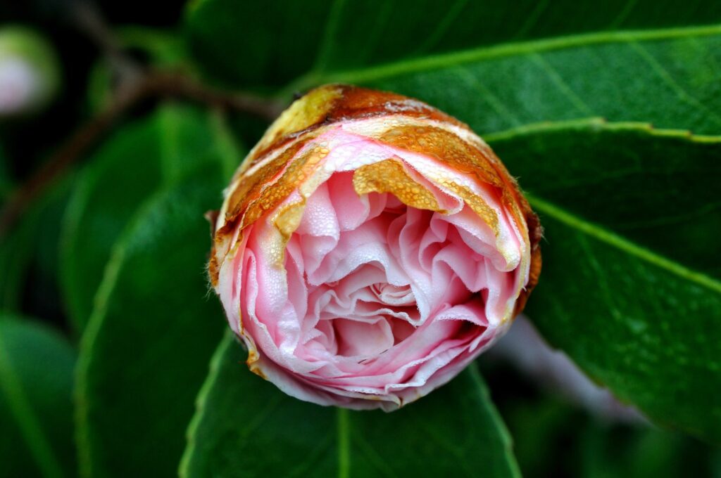 Camellia bloem bruine randen