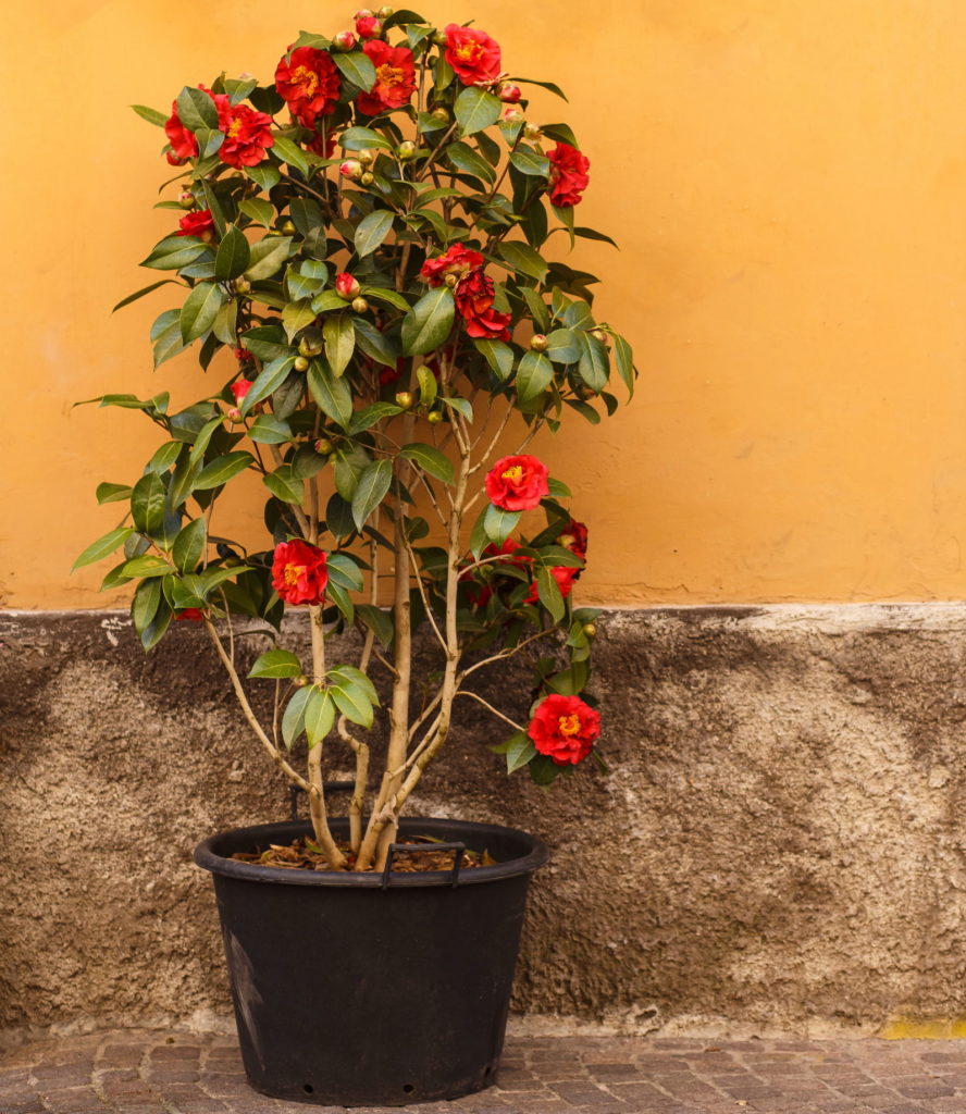 Camellia plant in een pot