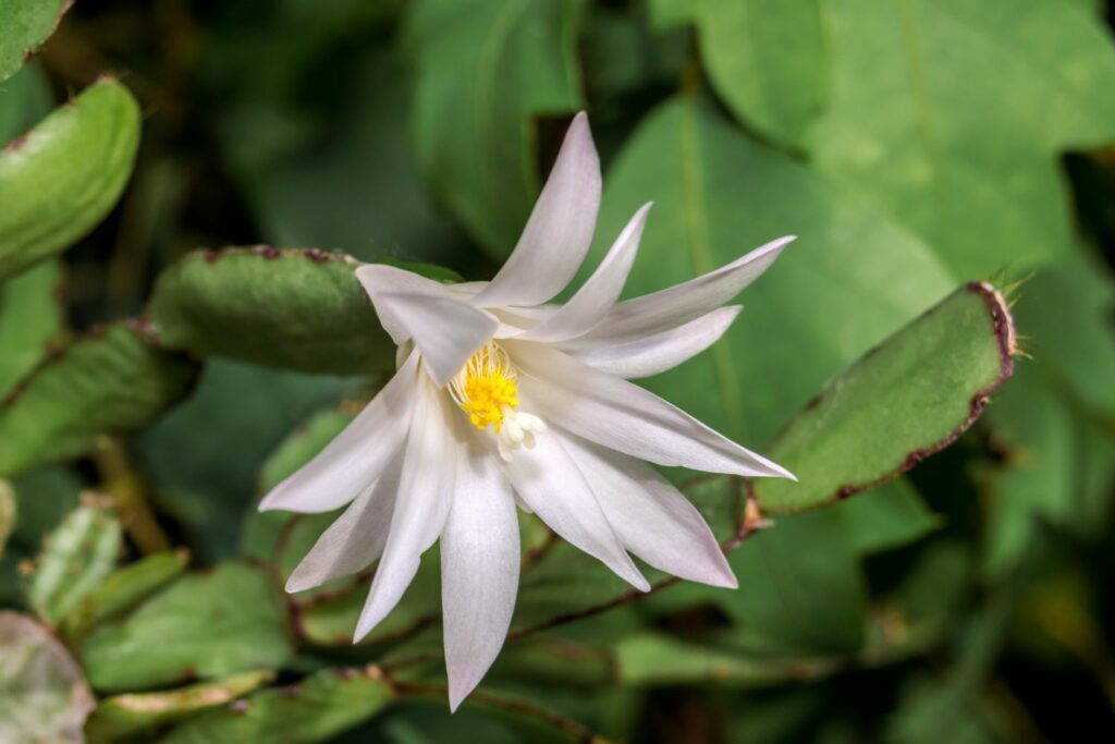 Paascactus witte bloemen