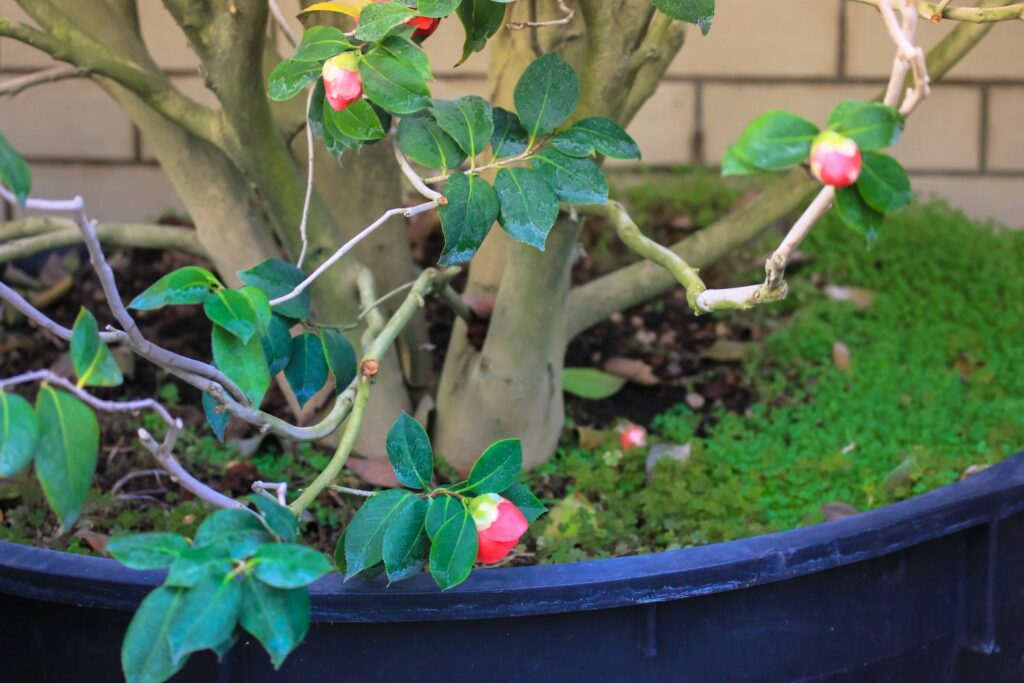 Camellia in een pot