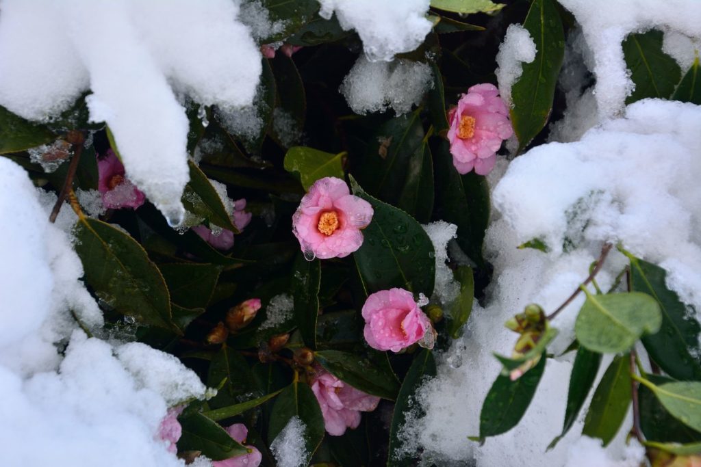 Camellia sasanqua onder sneeuw