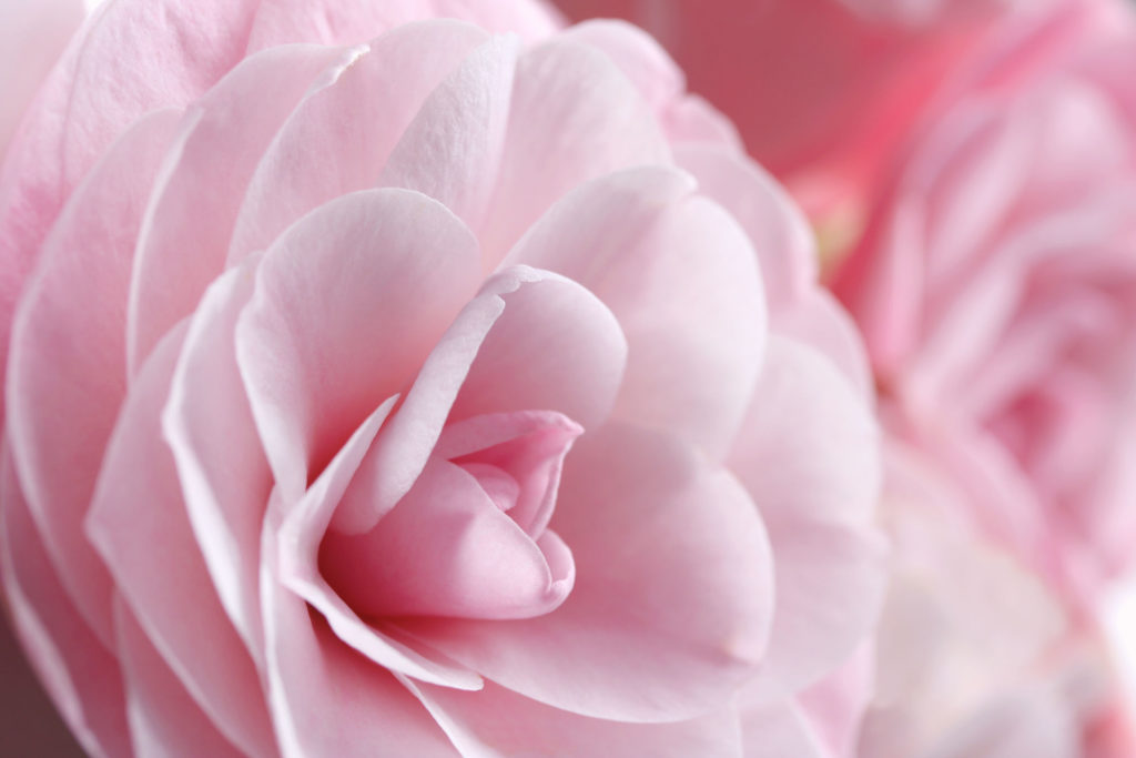 Verlangen Camellia roze