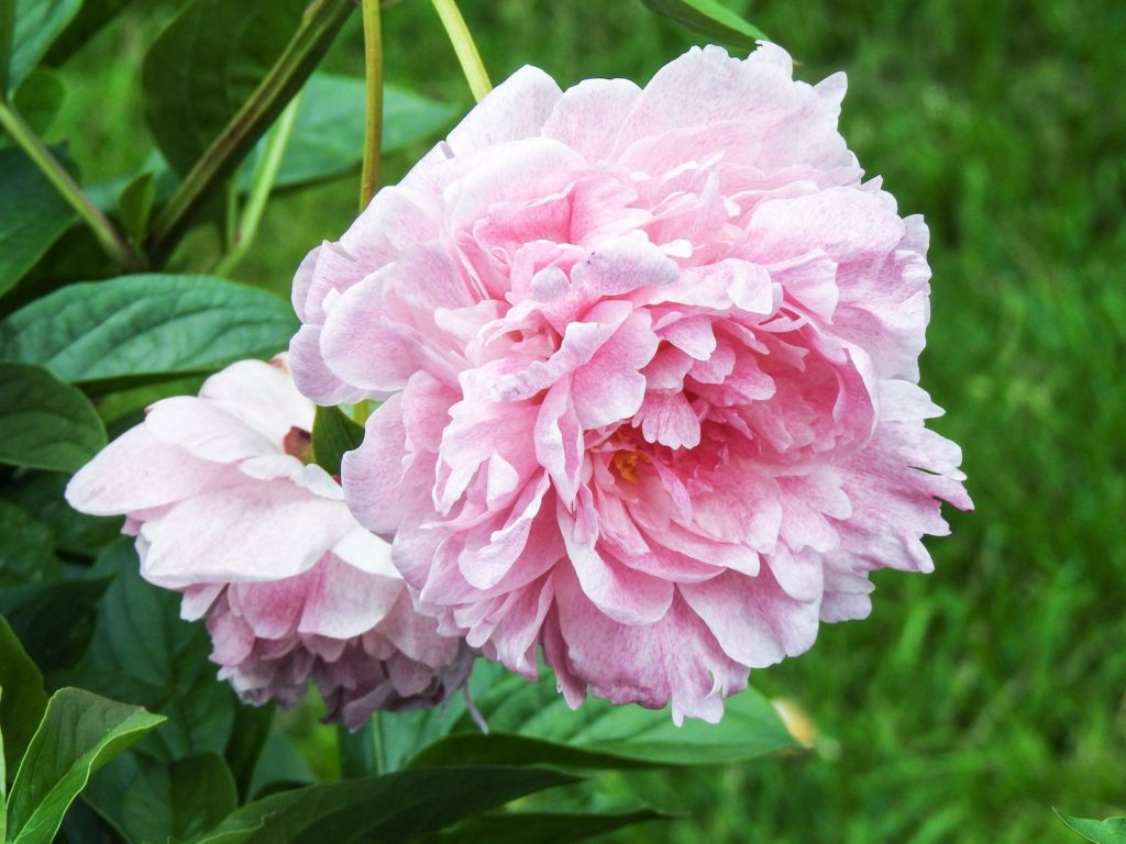 Hail Mary Camellia roze bloem