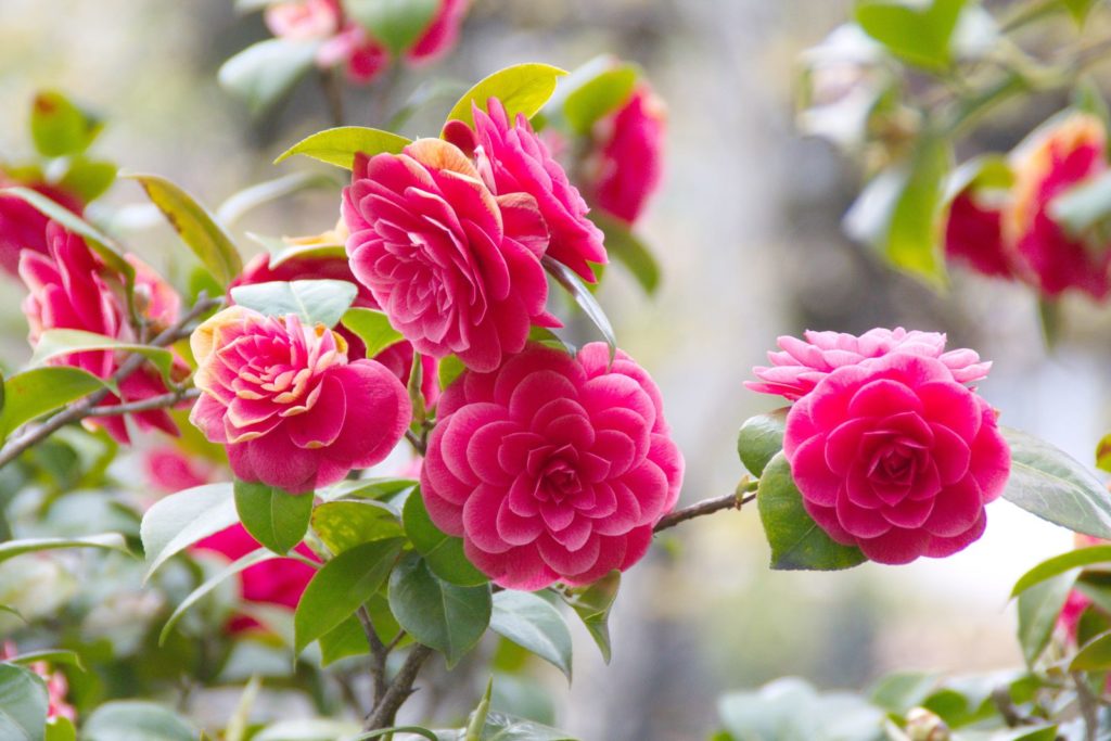 Coquettii camellia roze bloesem op boom