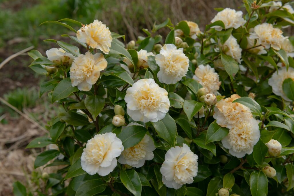Camellia Brushfield's Geel