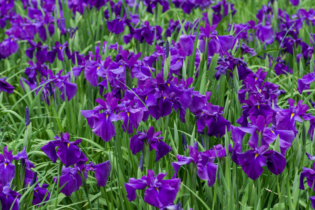 Irisbloemweide van paarse planten