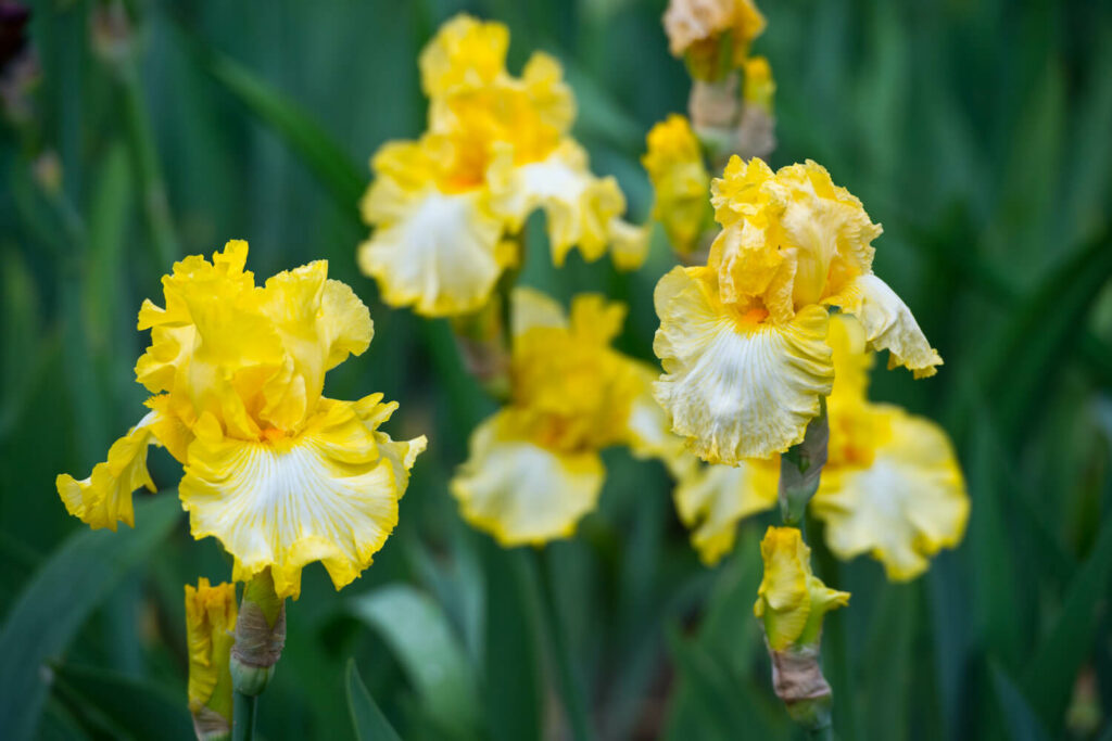 Gele irisbloemen