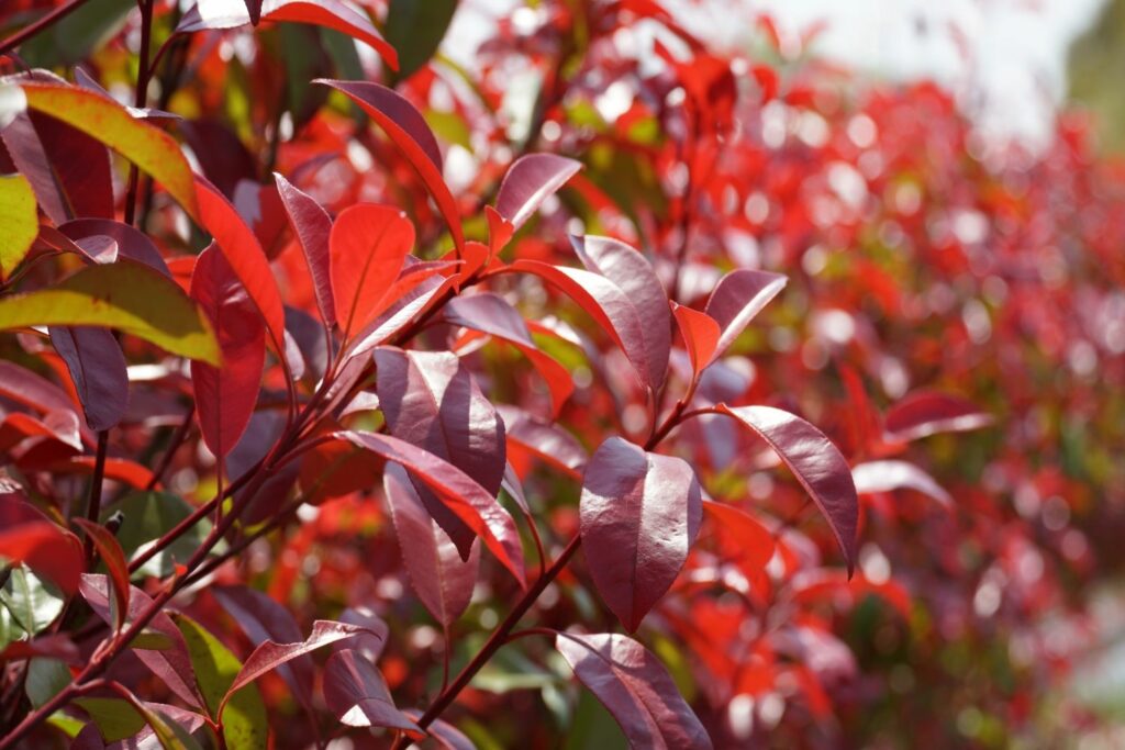Wintergroene struik met rode bladeren