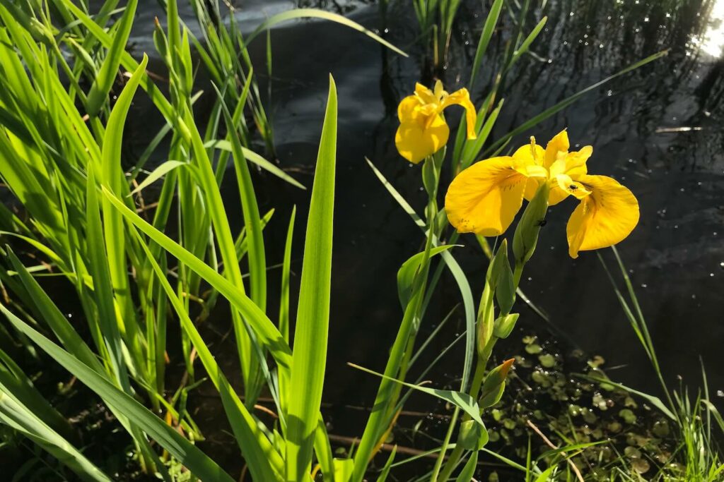 Planten van de Moeras Iris