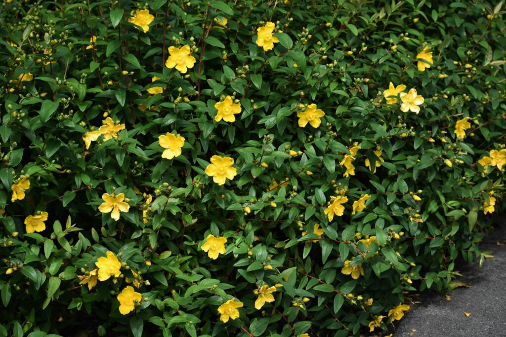 Geel bloeiend tapijt Sint-Janskruid
