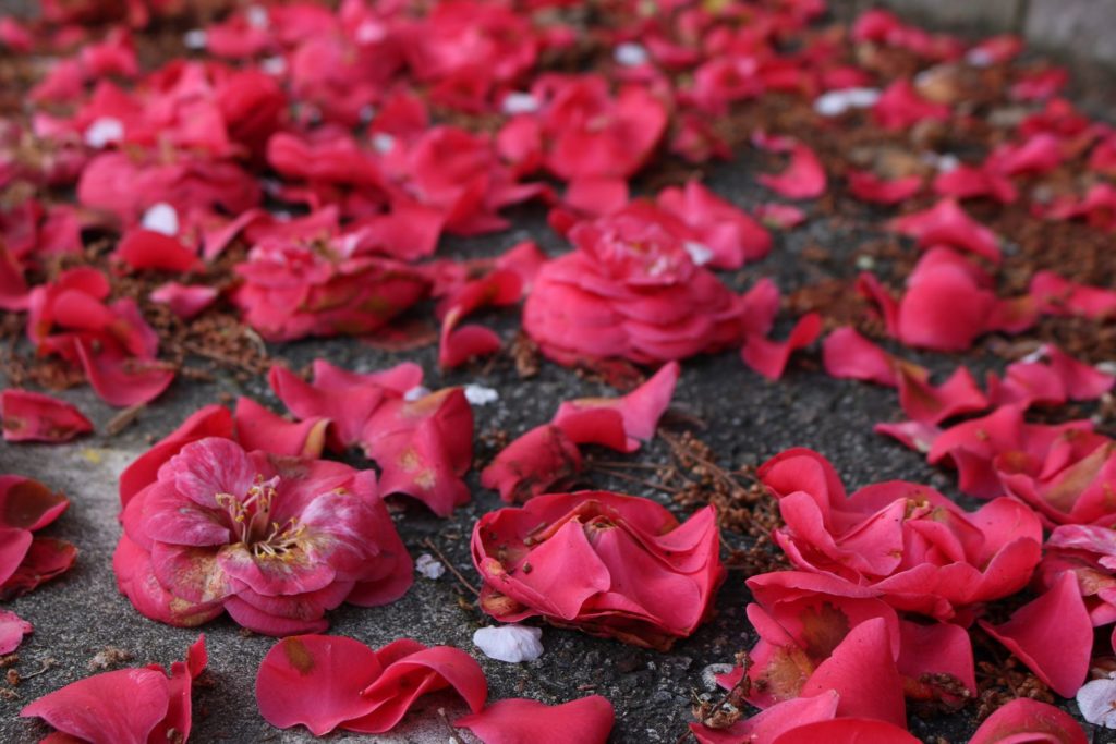 Camellia bloemen op de grond