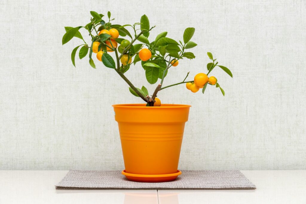Calamondin sinaasappelboom in pot