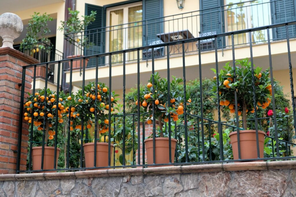 Calamondin-sinaasappelbomen op een balkon