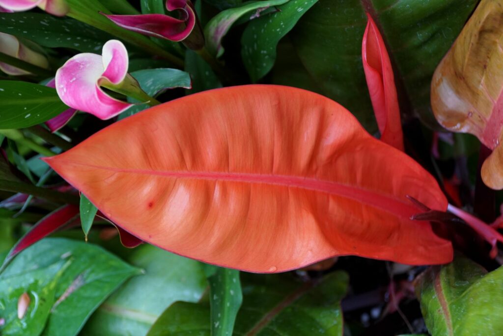 Rode Philodendron 'Prins van Oranje' Blad