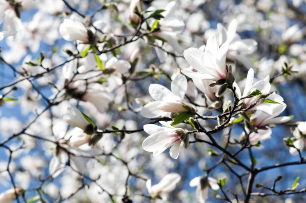 Bloemen van de boom magnolia
