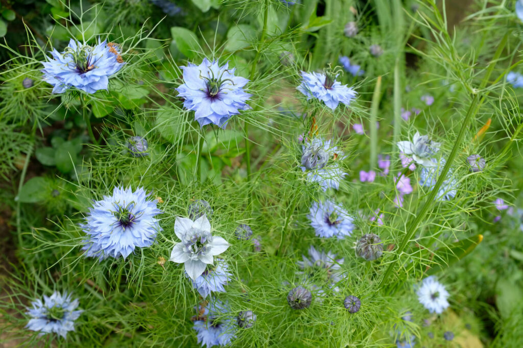 Nigella damascena 'Miss Jekyll'.