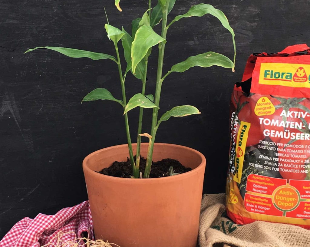 Gemberplant in pot met aarde in zak