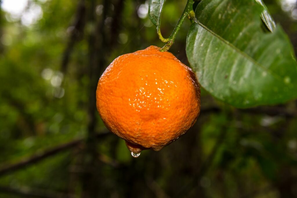 Citrus limonia met waterdruppels
