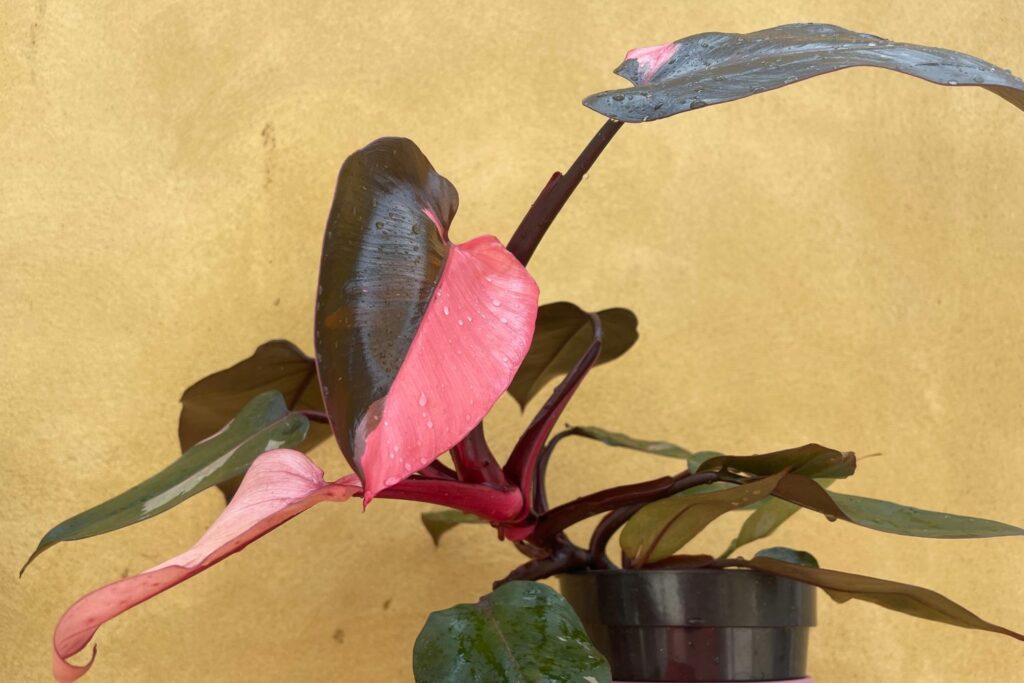 Philodendron variëteit Pink Princess